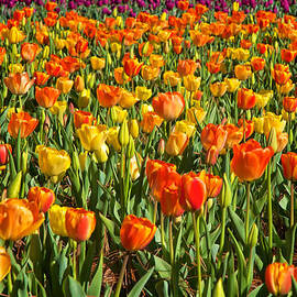 Profusion of Tulips Biltmore Estate NC by Mary Lee Dereske