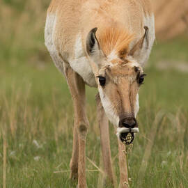 Pronghorn Antelope at Breakfast by Natural Focal Point Photography