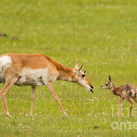 Pronghorn Mother's Kiss by Natural Focal Point Photography