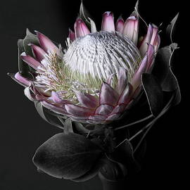 Protea by By Sigi Kolbe