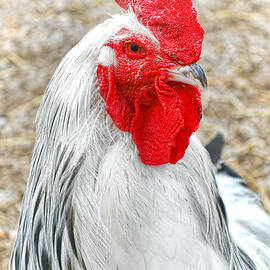Proud Rooster by Olivier Le Queinec