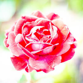 Psychedelic Rose by David Morefield