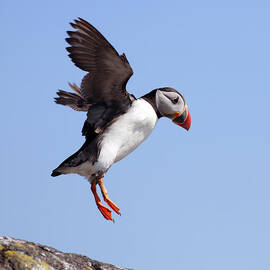 Puffin in flight by Grant Glendinning