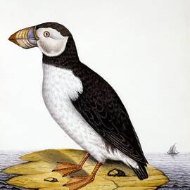 Puffin, Marmon Fratercula, Circa 1840 by French School