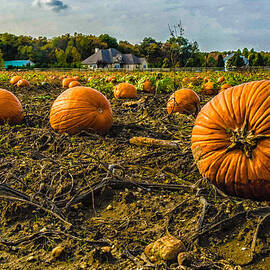 Pumpkins Picking by Louis Dallara