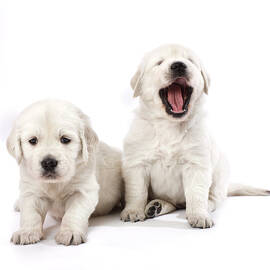Puppies, Studio Shot by Johner Images