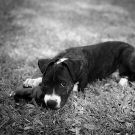 Puppy Eyes in Black and White by David Morefield