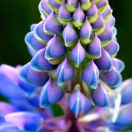 Purple and Green by Jeff Sinon