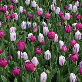 Purple and Pink by Richard Reeve