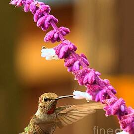 Purple And White Delight by Adam Jewell