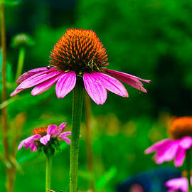 Purple Coneflower by Louis Dallara