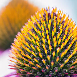 Purple Coneflower Visions by Bill and Linda Tiepelman