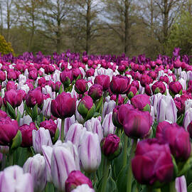 Purple Field by Richard Reeve