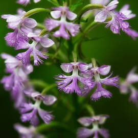 Purple Fringed Orchid by Jeff Sinon