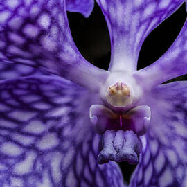 Purple Orchid by Jean Noren