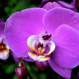 Purple Orchid by Rona Black