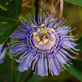 Purple Passion flower by Flees Photos