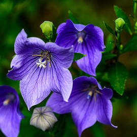 Purple Rain Flower by Louis Dallara