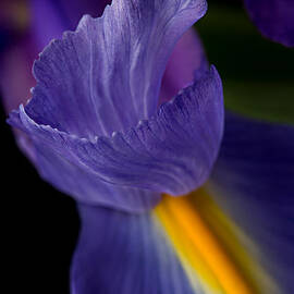 Purple Splendor by Mary Jo Allen