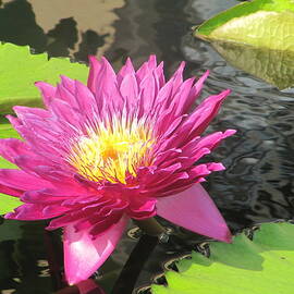 Purple Water Lily by Richard Reeve