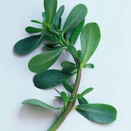 Purslane by Romulo Yanes