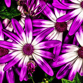 Pushing Purple by Louis Dallara