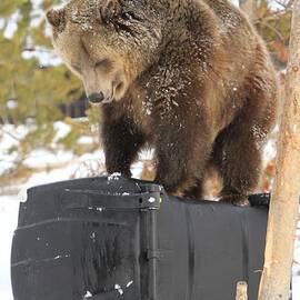 Puzzler by Adam Jewell