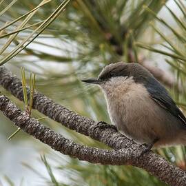 Pygmy Nuthatch by Cascade Colors