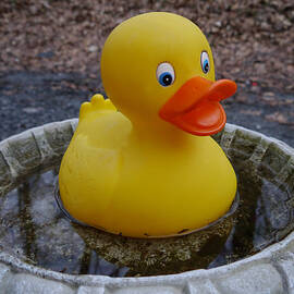 Quackers by Richard Reeve