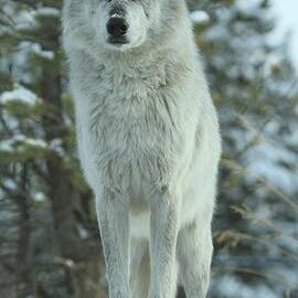 Queen Of The Rockies by Adam Jewell