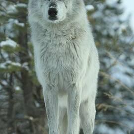 Queen Of The West by Adam Jewell