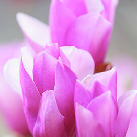 &quotheavenly Scent&quot Magnolia Soft by Earleliason