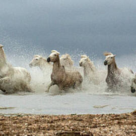 Race You There by Lillian King