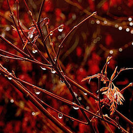 Rain Dance by Rona Black