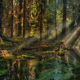 Rain Forest Sunbeams by Mary Jo Allen