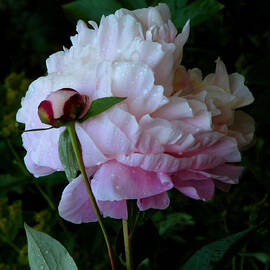 Rain-soaked Peonies by Rona Black