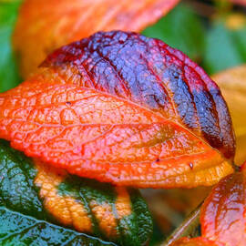 Rainy Day Leaves by Rona Black