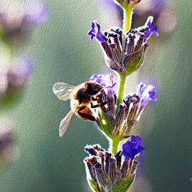 Random Lavender Sampling by Joe Schofield