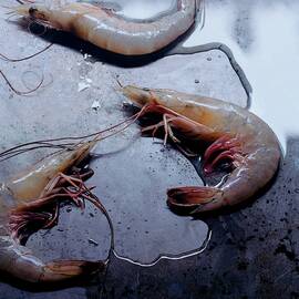 Raw Shrimp by Romulo Yanes