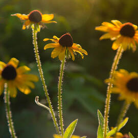 Reach for the sun by Stacy Abbott