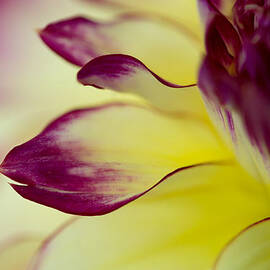 Reach Out by Mary Jo Allen