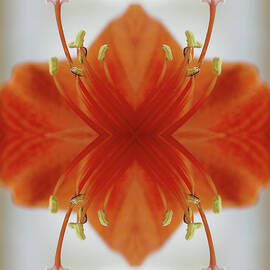 Red Amaryllis Flower by Silvia Otte