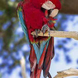 Red and Green Macaw by Bill and Linda Tiepelman