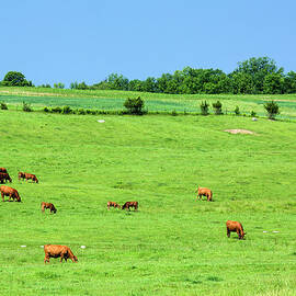 Red Angus Beef Cattle Grazing In by Alvis Upitis