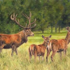 Red Deer Family by David Stribbling