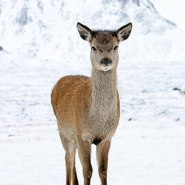 Red Deer in snow by Grant Glendinning