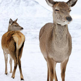 Red Deer in the snow by Grant Glendinning