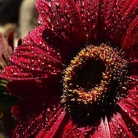 Red Dew by Joe Schofield