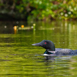 Red Eye Common Loon  by Jeff Sinon