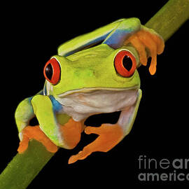 Red Eye Tree Frog by Susan Candelario